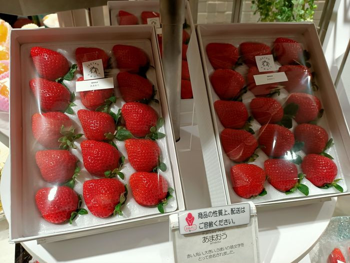 Sembikiya được trồng và chăm sóc kỳ công trong suốt 45 ngày. Muốn thu hoạch, phần vỏ bên ngoài phải đạt đến màu đỏ hoàn hảo nên mỗi năm chỉ có khoảng 500 quả. Ảnh: Japan Times