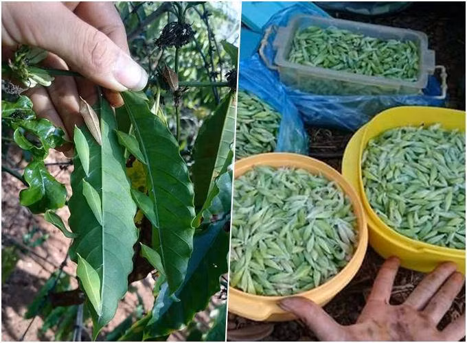 Nhộng sâu muồng là ấu trùng của loài sâu trên cây muồng, có màu xanh như lá cây. Cây muồng thường được trồng để cây tiêu bám vào, còn loài sâu này chỉ ăn lá muồng nên nông dân không phun thuốc trừ sâu. Ảnh: VOV