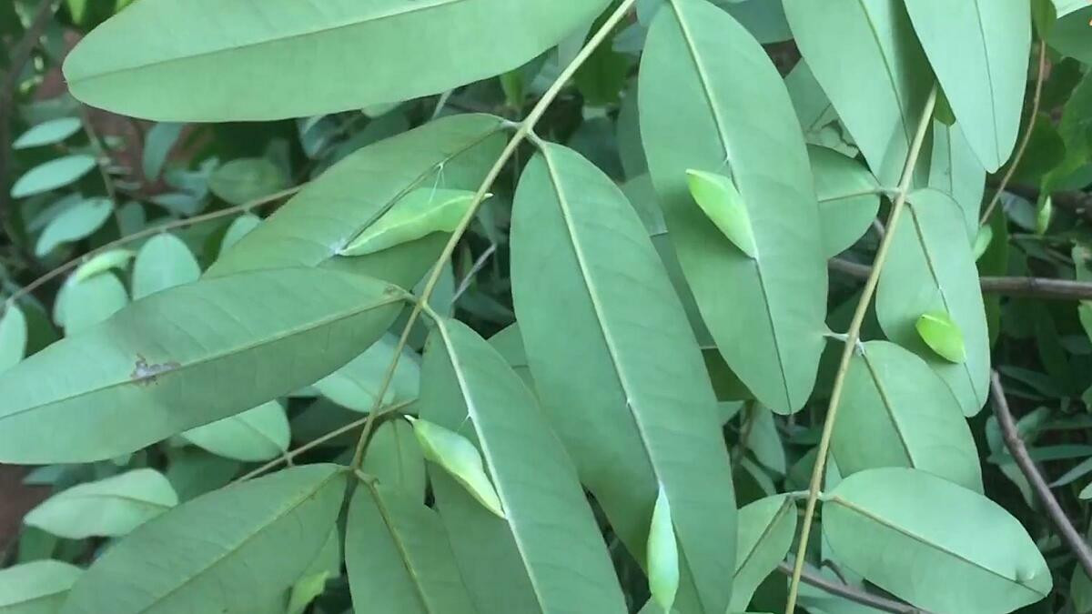 Nếu chăm chỉ thì người dân ở Cư M’Gar, Đắk Lắk cũng có thể kiếm được vài trăm ngàn đồng/ngày từ việc bắt nhộng sâu muồng bán cho thương lái. Ảnh; Vnexpress