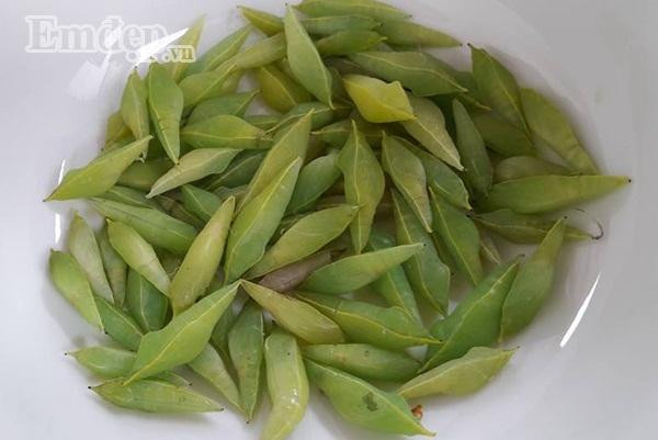 Đến khi chúng đóng kén thì thu hoạch. Vạch một lá muồng là có thể bắt được 5-7 con nhộng. Ảnh: Em đẹp.