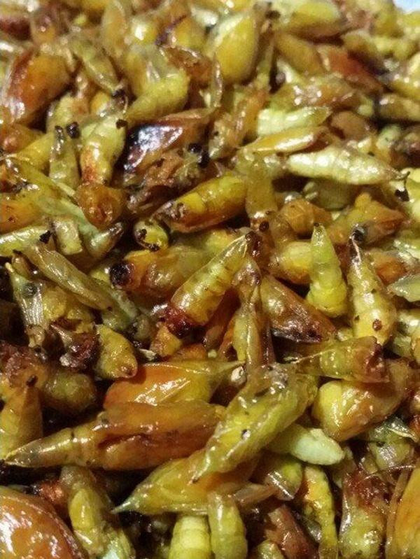 Sâu muồng có thể chiên giòn ăn cùng cơm, còn nhộng muồng thì có thể luộc, xào, thậm chí tẩm bột chiên cũng có thể thành món ăn vặt ngon miệng. Ảnh: Em đẹp