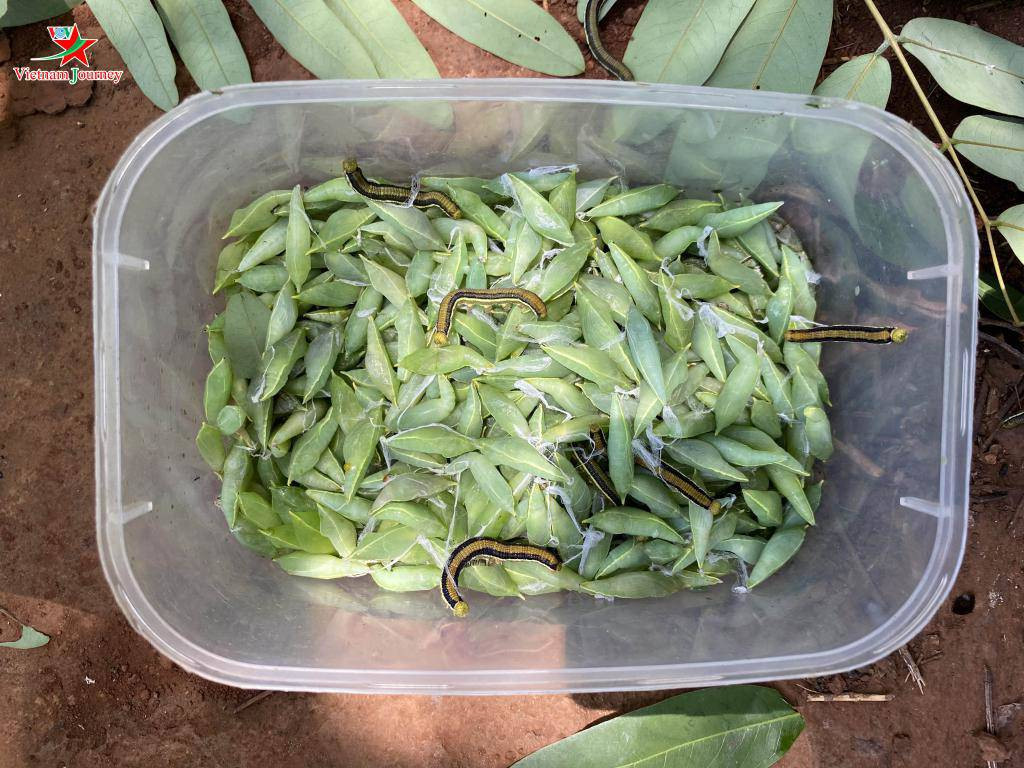 Tại Hà Nội, giá bán nhộng sâu muồng đến tay người tiêu dùng dao động từ 150.000 - 200.000 đồng/kg. Ảnh: VOV