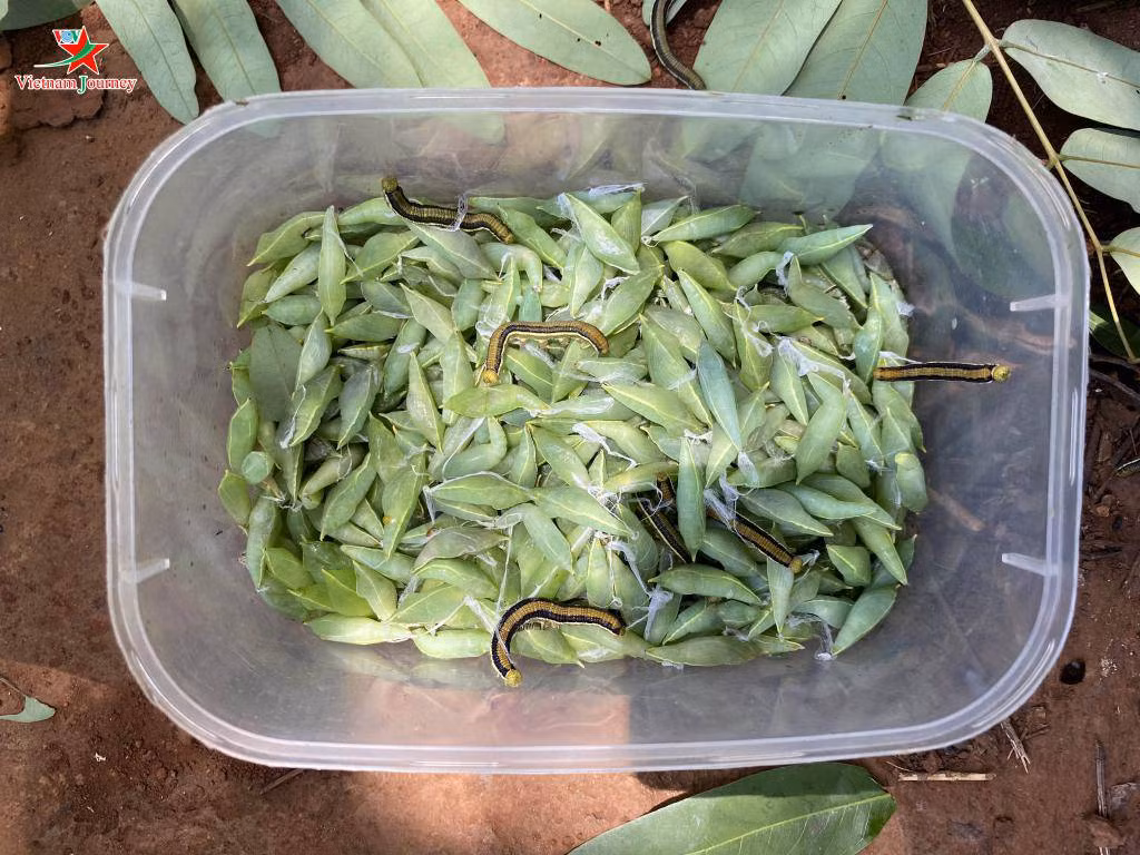 Tại Hà Nội, giá bán nhộng sâu muồng đến tay người tiêu dùng dao động từ 150.000 - 200.000 đồng/kg. Ảnh: VOV