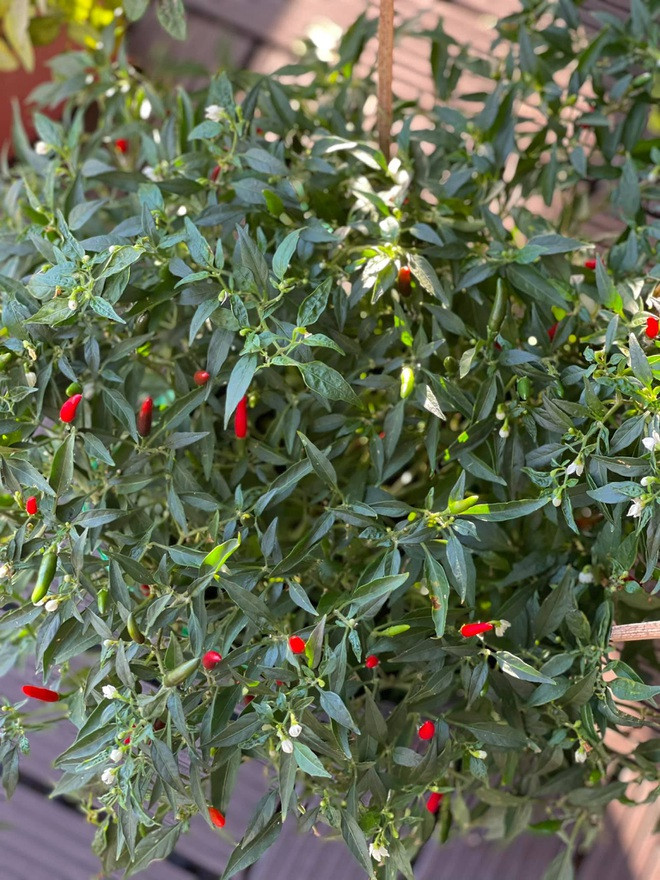 Ngoài hoa, ban công trong căn hộ của Kỳ Duyên còn có cả cây ớt sai trĩu quả.