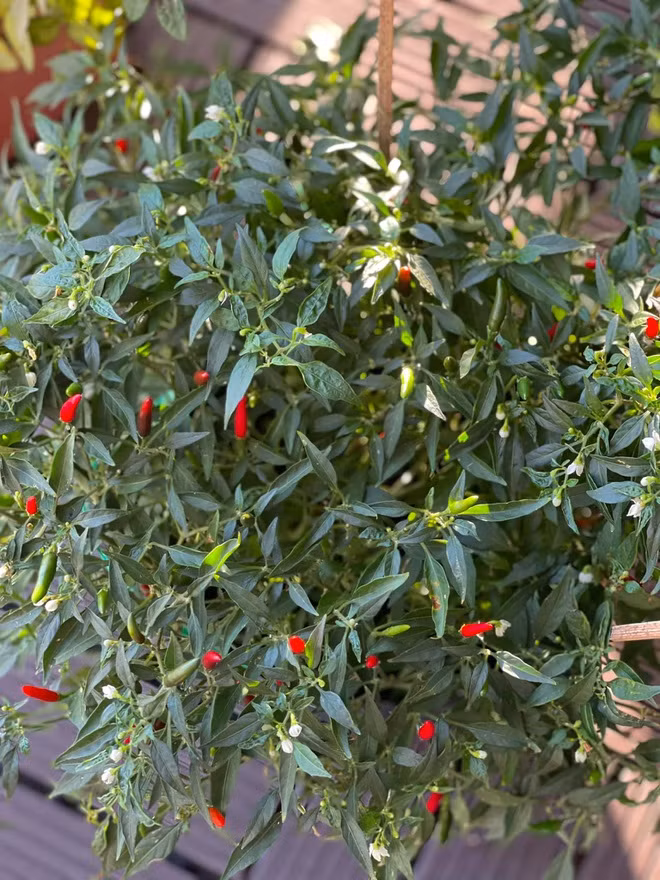 Ngoài hoa, ban công trong căn hộ của Kỳ Duyên còn có cả cây ớt sai trĩu quả.