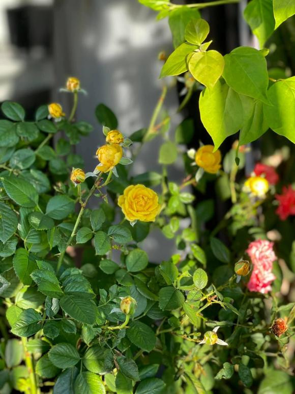 Hoa hồng vàng đua nhau khoe sắc.