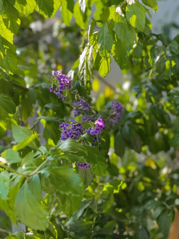 Trong thời gian TP HCM giãn cách xã hội, Kỳ Duyên cũng nghiêm túc chấp hành.