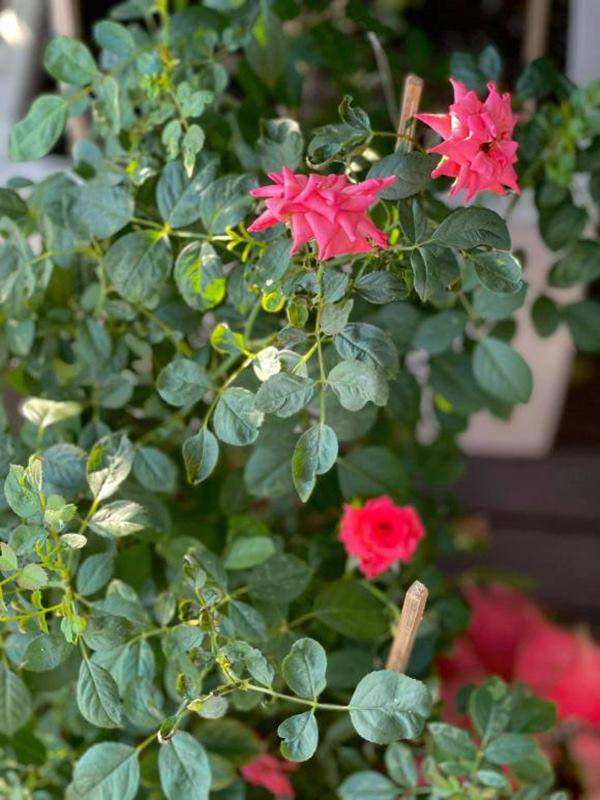 Tại đây, Kỳ Duyên trồng các loại hoa hồng và nhiều cây cảnh khác nhau.