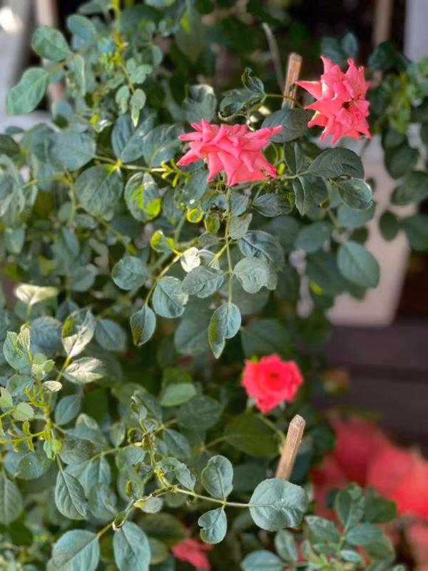 Tại đây, Kỳ Duyên trồng các loại hoa hồng và nhiều cây cảnh khác nhau.