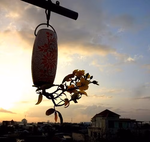 Theo ông Thạnh, cây bonsai ngược cũng có thể tạo thành nhiều kiểu dáng khác nhau như trực, siêu, hoành, huyền...Ảnh: Dân Việt.