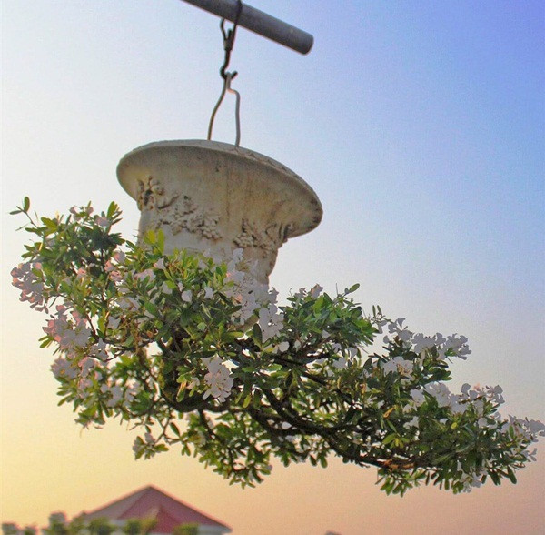 Ban đầu, "dị nhân" Lê Thạnh chỉ trồng trong các chậu nhỏ, sau đó tạo tác thêm cả những chậu lớn và các loài cây khác nhau như mít, cam, nhiều loại hoa hồng, lan, ly... cũng được trồng theo kiểu ngược. Ảnh: VTCNews.