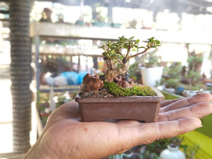 Quá trình tạo bonsai tí hon trải qua nhiều công đoạn, nhưng khó nhất vẫn là tạo bộ rễ và thân cây do nó quá nhỏ cần phải chăm chút kỹ. Ảnh: Người lao động.