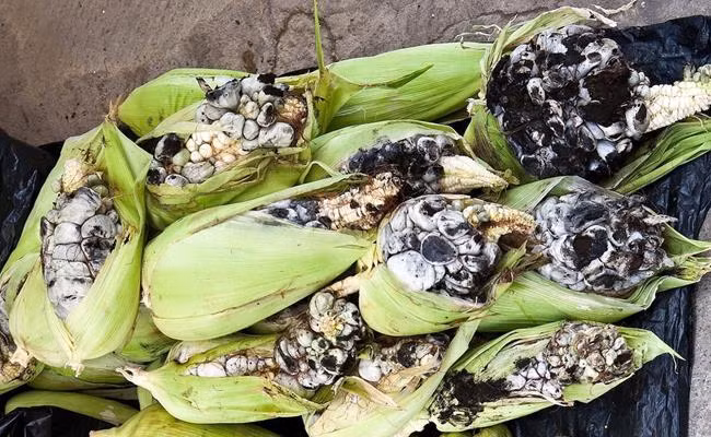 Tại Mexico, người dân trồng ngô chỉ thích ngô mốc vì đó là 1 loại đặc sản, có tên gọi là Huitlacoche. Trên thực tế, đây là một loại bệnh gây hại cho cây, xuất phát từ nấm Ustilago maydis, phổ biến ở các vùng trồng ngô trên thế giới. Ảnh: Getty Image