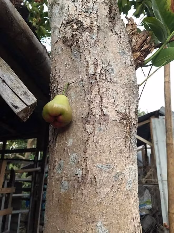 Thay vì kết trái trên cành thì quả roi lại mọc ở thân cây một mình một chỗ.