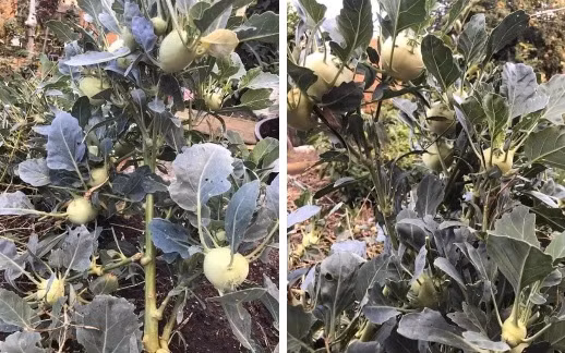 Thật bất ngờ khi cây su hào cho cả tá củ trên cành. Nguồn ảnh: Facebook, Tiktok.