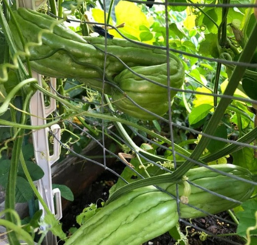 Hai trái mướp đắng khác lại oằn mình qua dàn dây thép nhưng vẫn xanh tươi.