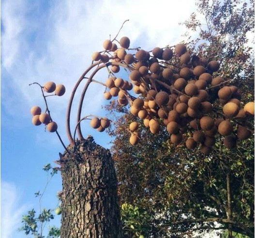 Không có cành, lá nhưng cây nhãn lại cho ra cả chùm quả to.