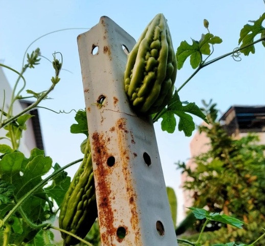 Nông dân sửng sốt với trái cây mọc ngoài quy luật tự nhiên Nong dan sung sot voi trai cay moc ngoai quy luat tu nhien