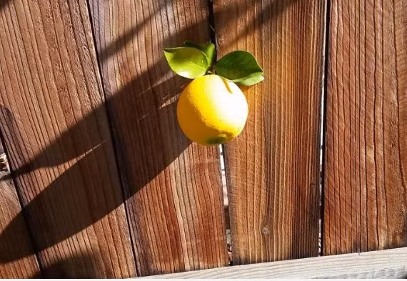 Quả cam quyết tâm chui qua hàng rào.