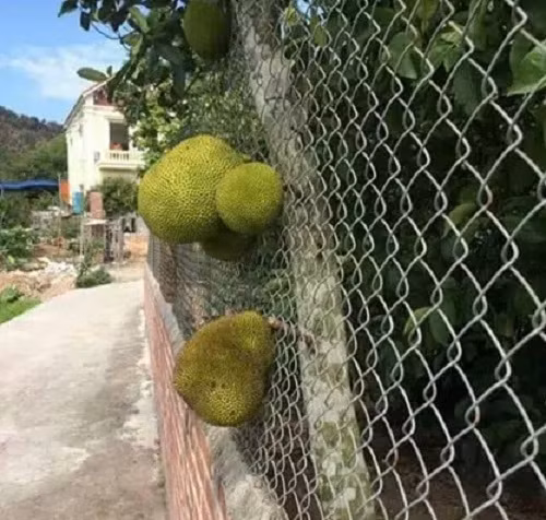 Rào chắn cẩn thận mà những trái mít vẫn không chịu nghe.