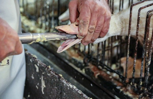 Người ta ép những con ngỗng ăn thật nhiều loại ngũ cốc bằng các banh miệng, nhét một chiếc ống kim loại và nhồi nhét thức ăn qua đó. Hình thức nuôi này bị nhiều tổ chức quyền lợi động vật đánh giá là dã man. Ảnh: Getty Image.