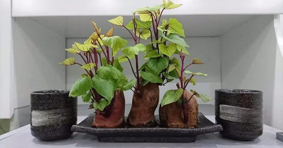 Bonsai khoai lang được người dùng chia sẻ trên khắp các diễn đàn, nhóm yêu cây cảnh.