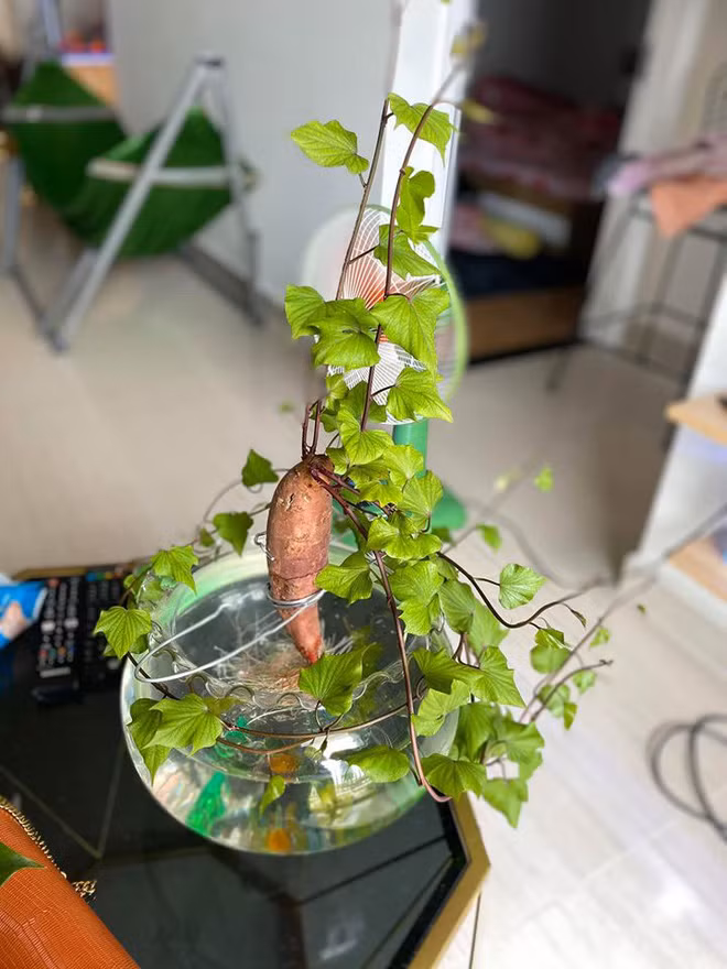 Có thể trồng khoai lang trong bình thủy tinh, sau đó thả mấy chú cá nhỏ phía dưới.