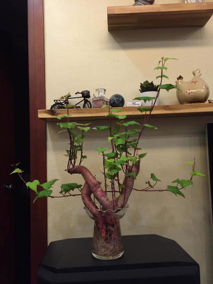 Một số củ khoai lang khù khoằm nhưng khi lên bonsai lại cho ra thế cây đẹp miễn chê.