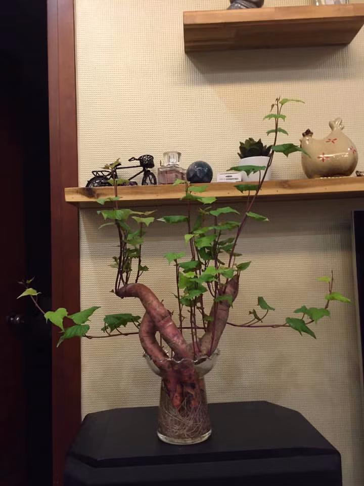 Một số củ khoai lang khù khoằm nhưng khi lên bonsai lại cho ra thế cây đẹp miễn chê.