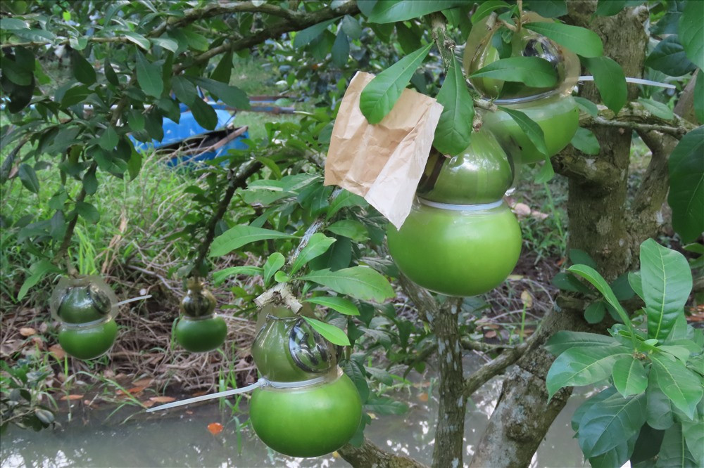 Nguyên nhân là do đợt ra hoa gặp bão nên không đậu quả. Ảnh: Lao động.