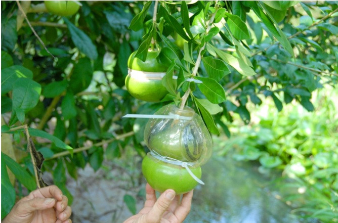 Để có được những quả đào đẹp chơi Tết, đào phải nằm riêng trên một nhánh cây có cuống dài. Ảnh: Nông nghiệp.