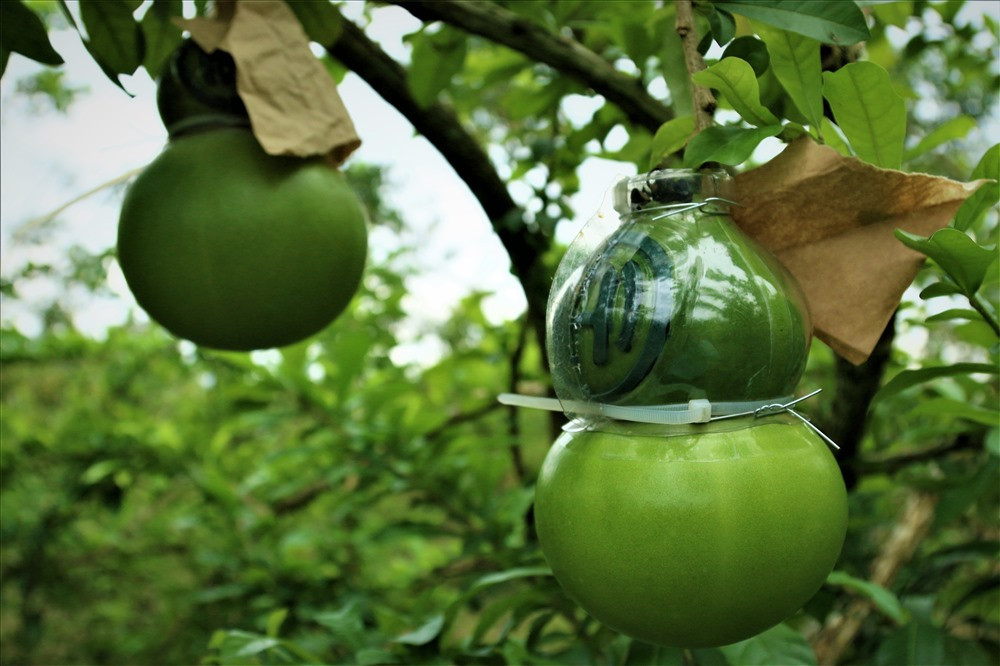 Những trái đào căng bóng, rất đẹp mắt. Ảnh: Lao động.