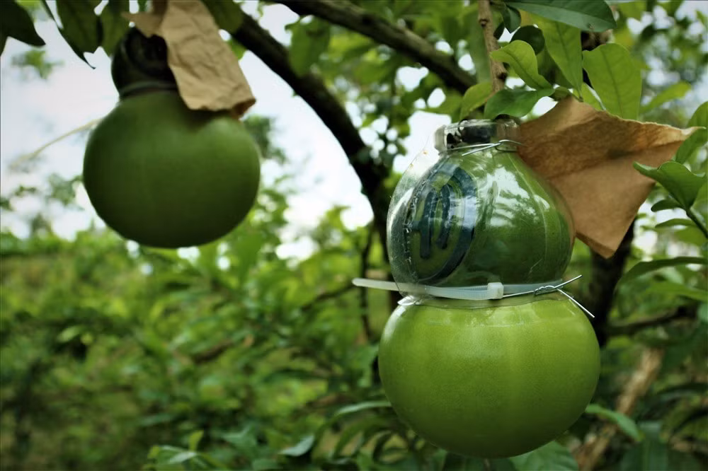 Những trái đào căng bóng, rất đẹp mắt. Ảnh: Lao động.