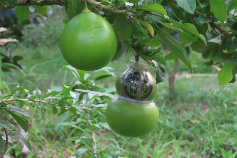 Mọi năm, vườn đào tiên hồ lô của ông lên tới 500 trái nhưng năm nay chỉ được khoảng 300 trái. Ảnh: Lao động.