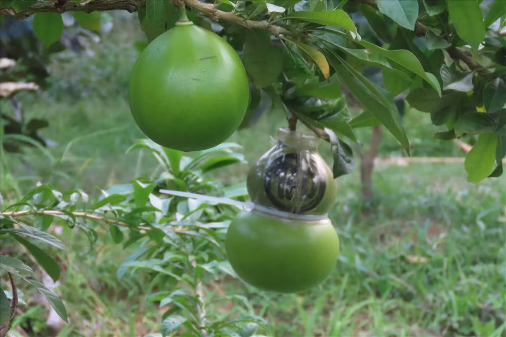 Mọi năm, vườn đào tiên hồ lô của ông lên tới 500 trái nhưng năm nay chỉ được khoảng 300 trái. Ảnh: Lao động.