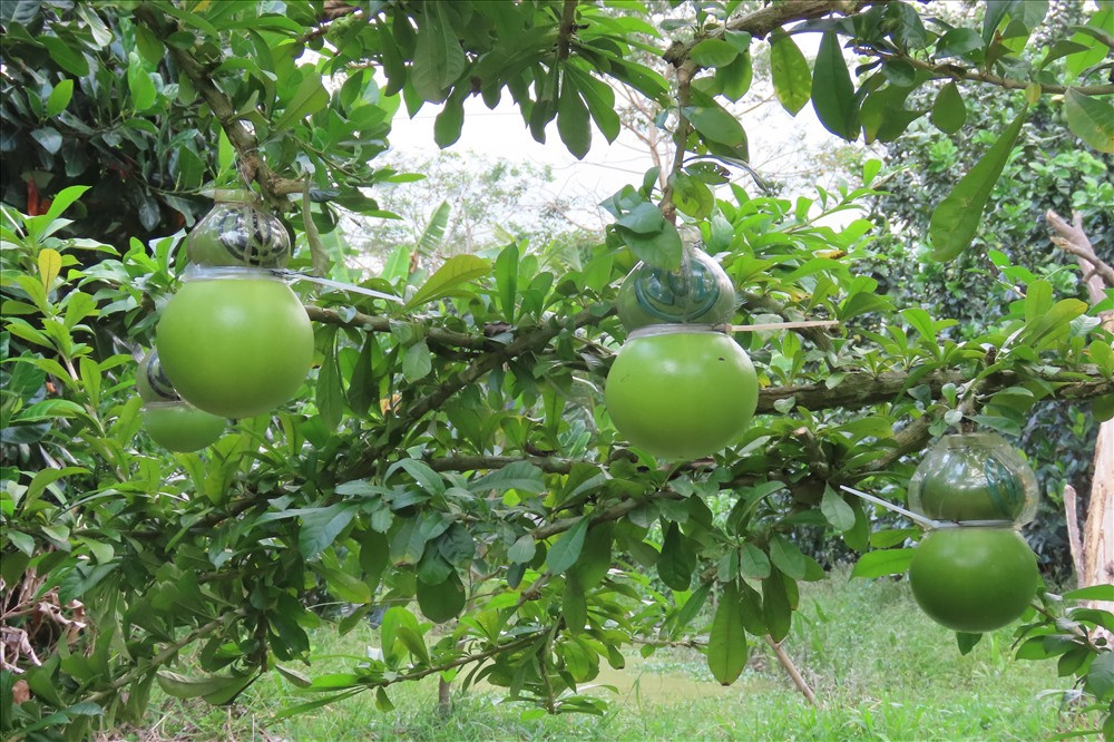 Nhiều khách xa còn đến tận vườn đặt trước vì sợ không có hàng. Ảnh: Lao động.