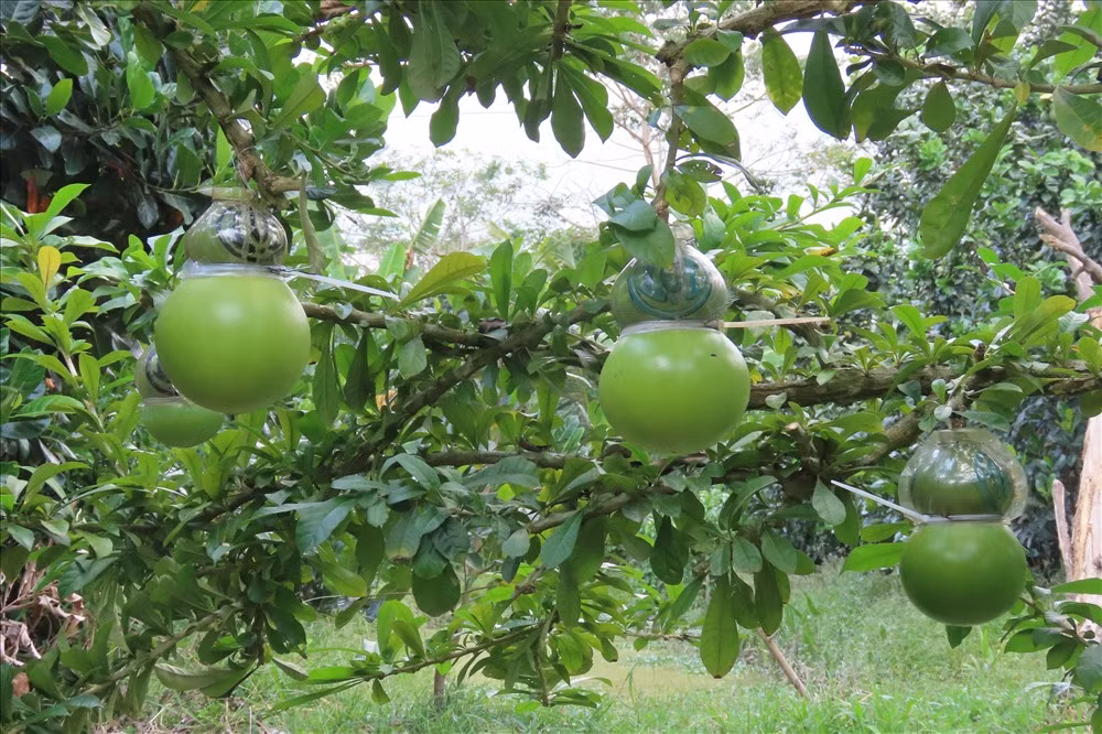 Nhiều khách xa còn đến tận vườn đặt trước vì sợ không có hàng. Ảnh: Lao động.