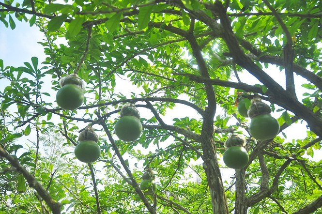 Năm nay, vườn đào tiên hồ lô phục vụ Tết Nguyên đán Tân Sửu 2021 của ông Quốc số lượng ít hơn năm ngoái gần một nửa. Ảnh: Tiền phong.