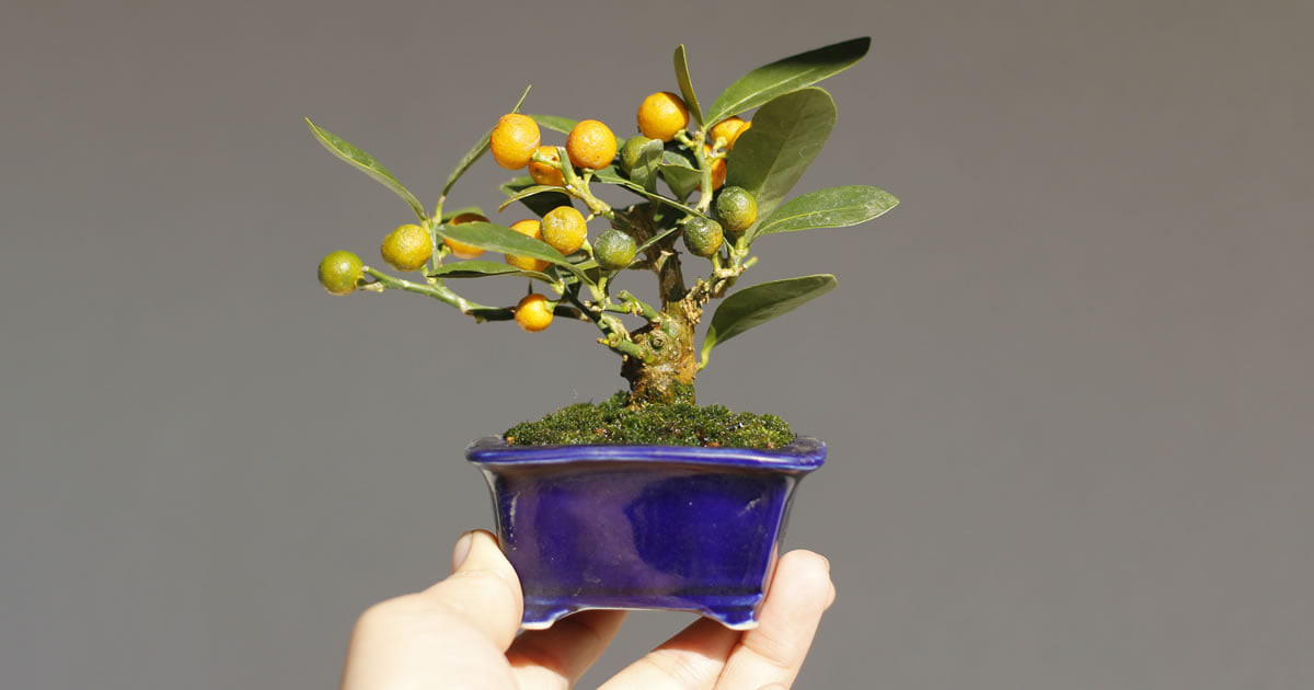 Vài năm gần đây, người tiêu dùng chuộng những loại chậu quất bonsai mini để trên bàn. Ảnh: FB Tấn Luân