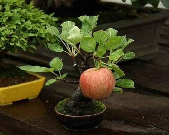 Thậm chí, có cả táo bonsai mini chỉ có 1 trái. Ảnh: Internet