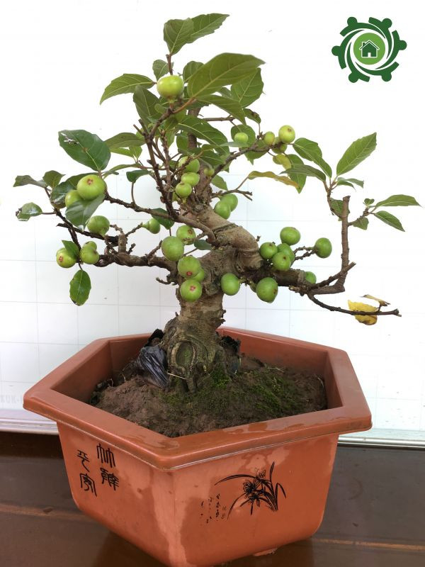 Mỗi chậu sung bonsai để bàn có giá từ 300.000 - 500.000 đồng. Ảnh: Tieudungxanh24h