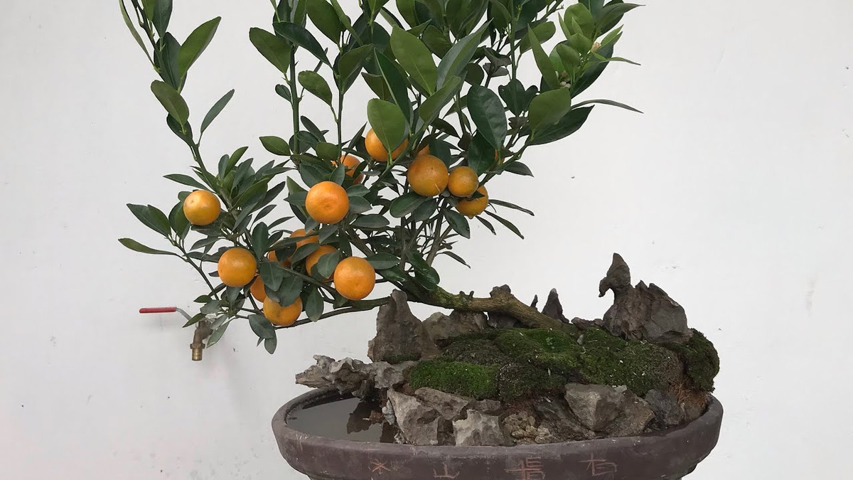 Một số chậu quất bonsai nhìn đơn giản nhưng có mức giá khá đắt đỏ. Ảnh: Youtube