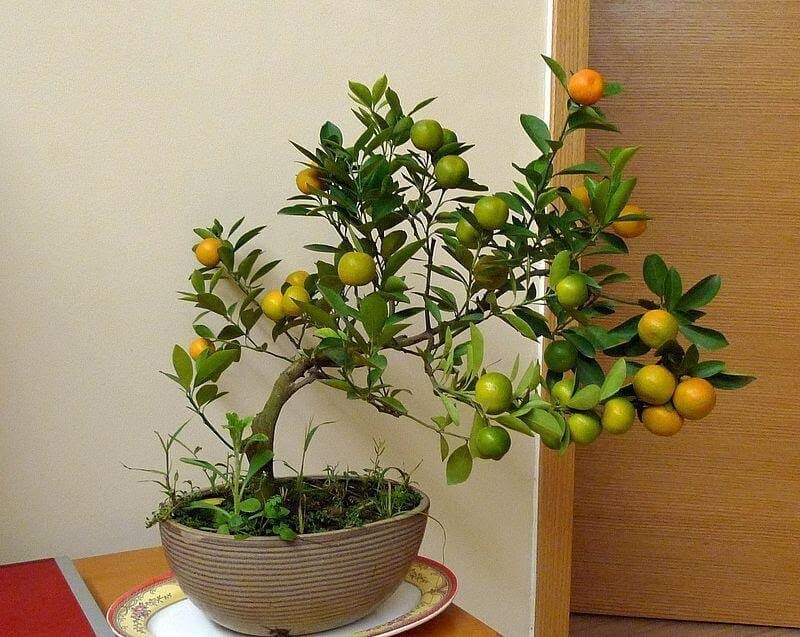 Những chậu quất bonsai mini có kích thước chỉ khoảng 30 - 40cm được uốn tỉa kĩ lưỡng, tạo dáng và bứng vào chậu chăm sóc cho đến khi ra quả. Ảnh: Anna Pham