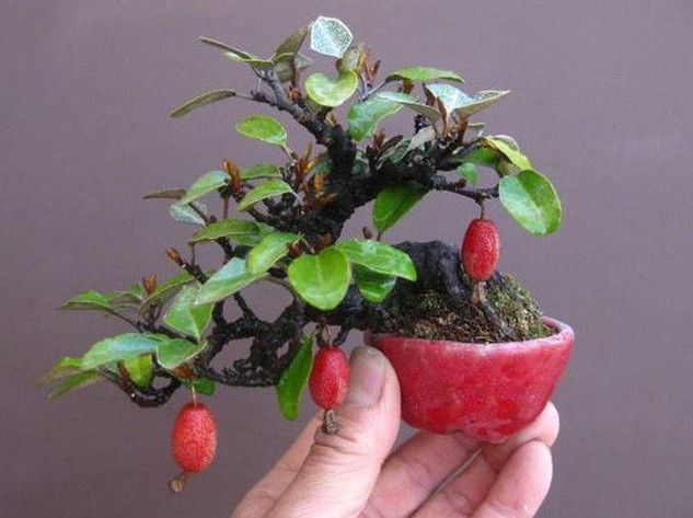 Nhiều nghệ nhân đam mê cây cảnh cũng biến nhót trở thành tiểu cảnh bonsai tuyệt đẹp. Ảnh: Vietnamnet