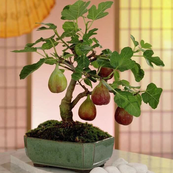 Sung Mỹ sai trĩu quả cũng được cho lên chậu thành bonsai đẹp mắt.Ảnh: Internet
