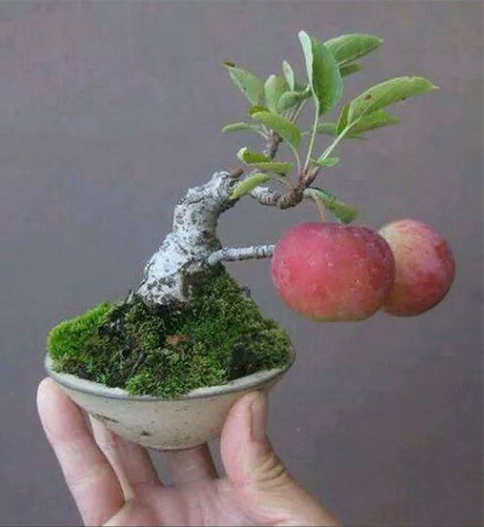 Táo bonsai mini được tạo dáng uốn lượn như bonsai lớn. Ảnh: Yeucaycanh