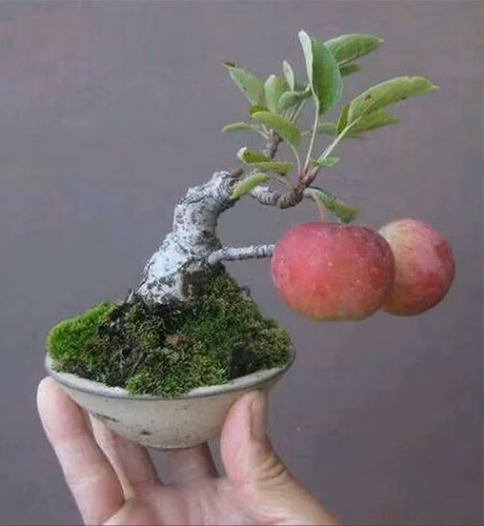 Táo bonsai mini được tạo dáng uốn lượn như bonsai lớn. Ảnh: Yeucaycanh