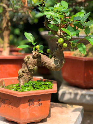 Sung bonsai mini cao khoảng 35 cm đã cho quả. Ảnh: Caycanhmienbac