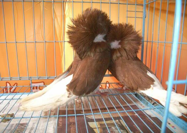 Bên cạnh đó, chim bồ câu sư tử cũng được giới chơi sinh vật cảnh ở Việt Nam ưa chuộng. Ảnh: Internet