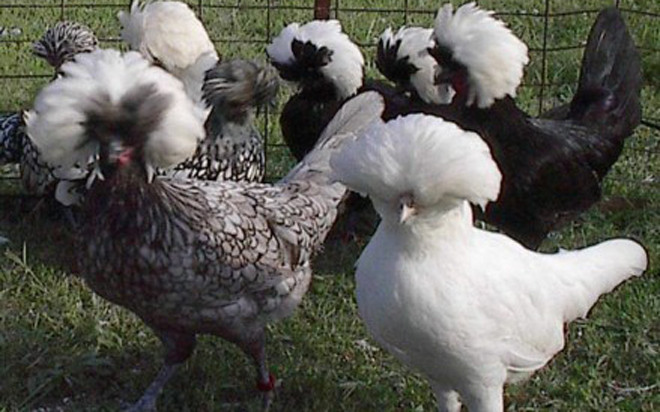 Ngoài ra, giống gà mào sư tử Ba Lan cũng rất được ưa chuộng trên thị trường. Giống gà này có nguồn gốc từ Hà Lan và phổ biến ở châu Âu. Ảnh: VOV